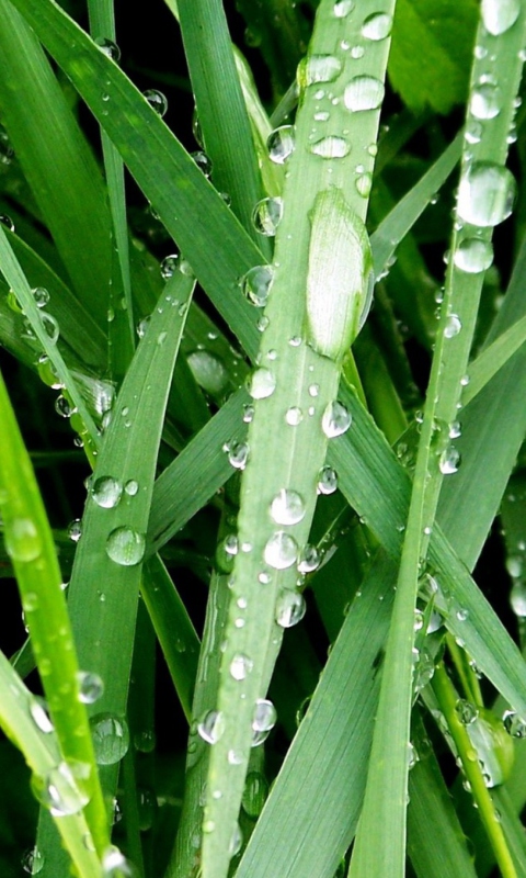 Das Dew On Green Grass Wallpaper 480x800