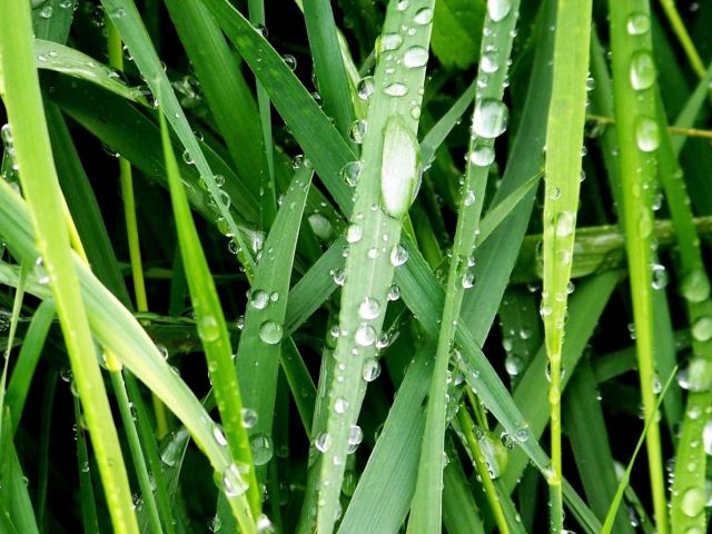 Обои Dew On Green Grass 640x480
