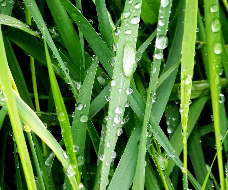 Dew On Green Grass screenshot #1 960x800