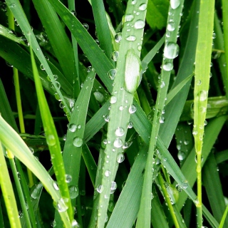 Dew On Green Grass - Obrázkek zdarma pro 208x208