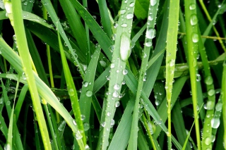 Dew On Green Grass Wallpaper for Android, iPhone and iPad