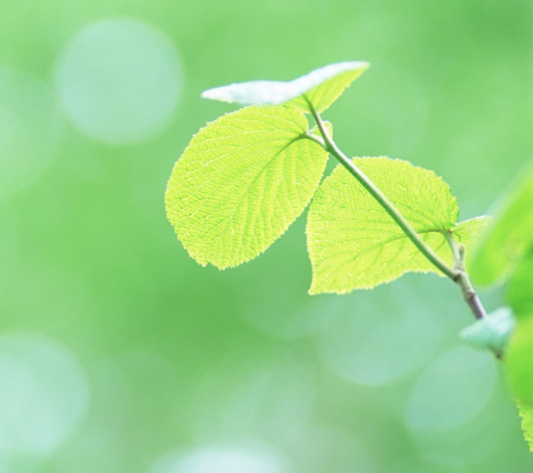 Fresh Green Leaves wallpaper 1080x960