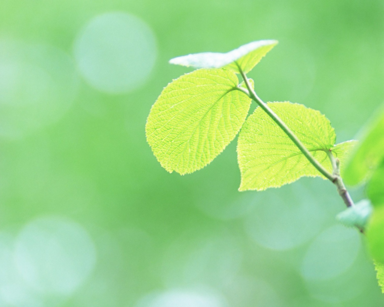 Fresh Green Leaves wallpaper 1280x1024