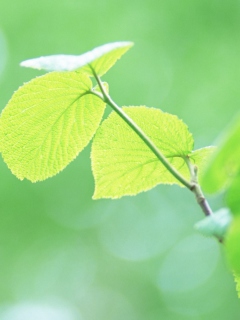 Fondo de pantalla Fresh Green Leaves 240x320