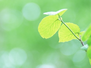 Das Fresh Green Leaves Wallpaper 320x240