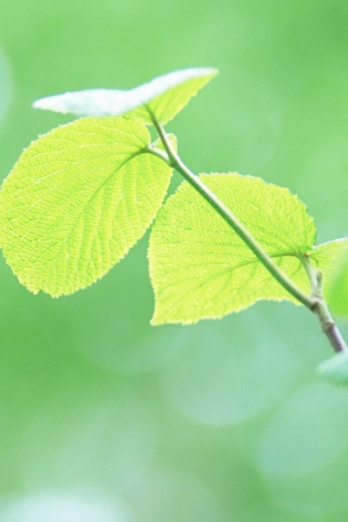 Das Fresh Green Leaves Wallpaper 320x480