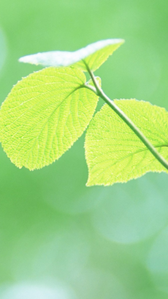 Fondo de pantalla Fresh Green Leaves 640x1136