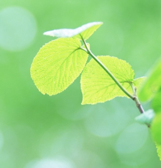 Fresh Green Leaves sfondi gratuiti per HP TouchPad