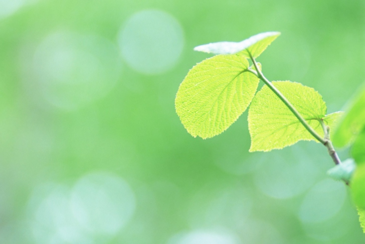 Sfondi Fresh Green Leaves