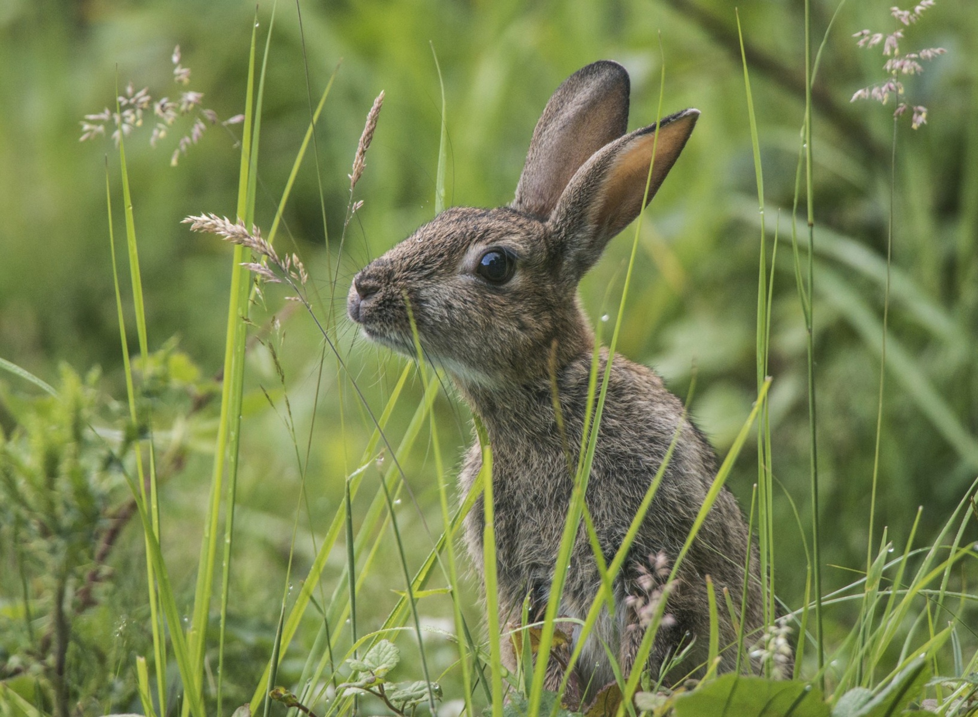 Fondo de pantalla Wild Hare 1920x1408