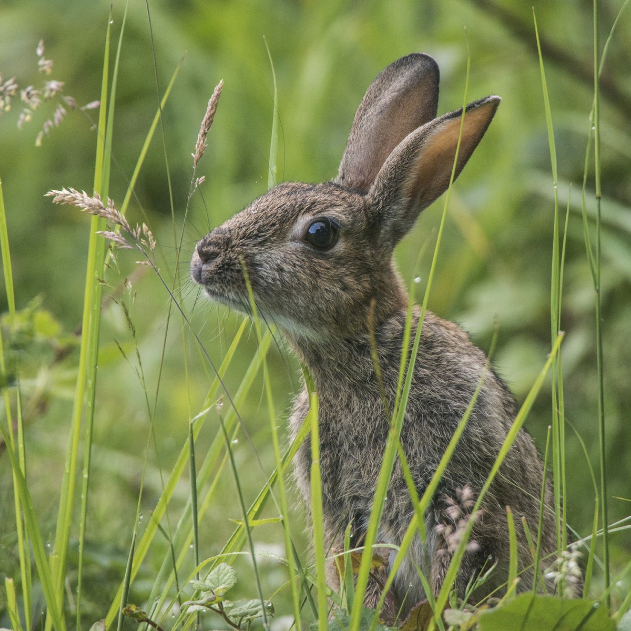 Кроме зайца. Заяц Русак ест траву. Молодой заяц. Заяц полевой. Дикий кролик.