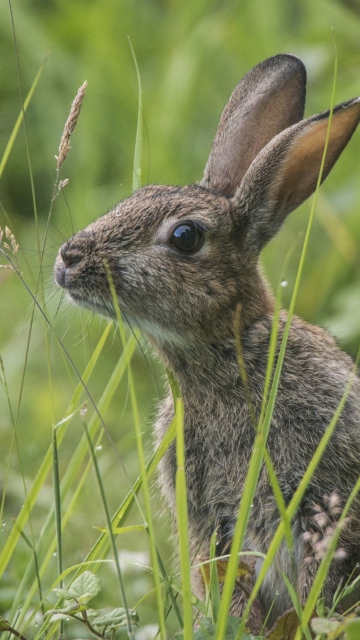 Fondo de pantalla Wild Hare 360x640