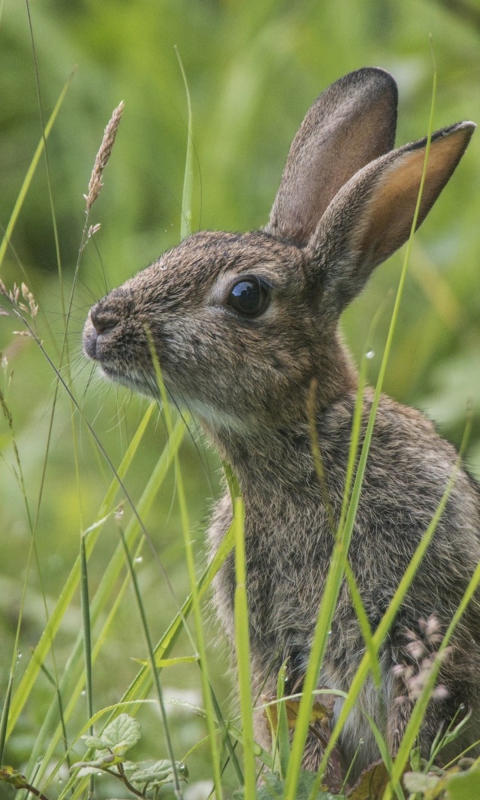 Fondo de pantalla Wild Hare 480x800