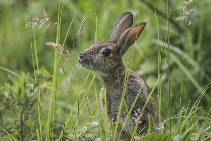 Wild Hare wallpaper