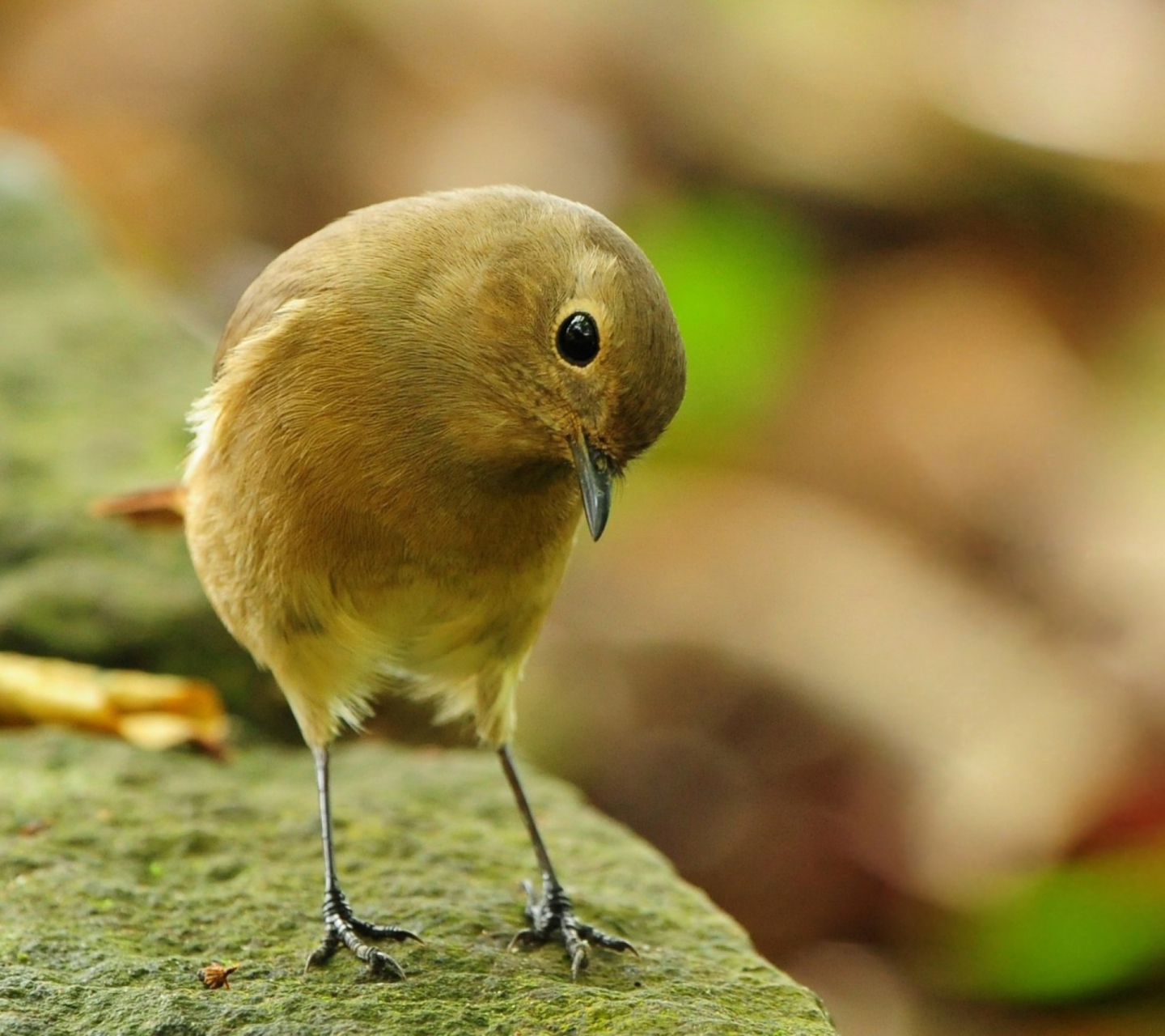 Sfondi Little Yellow Bird 1440x1280