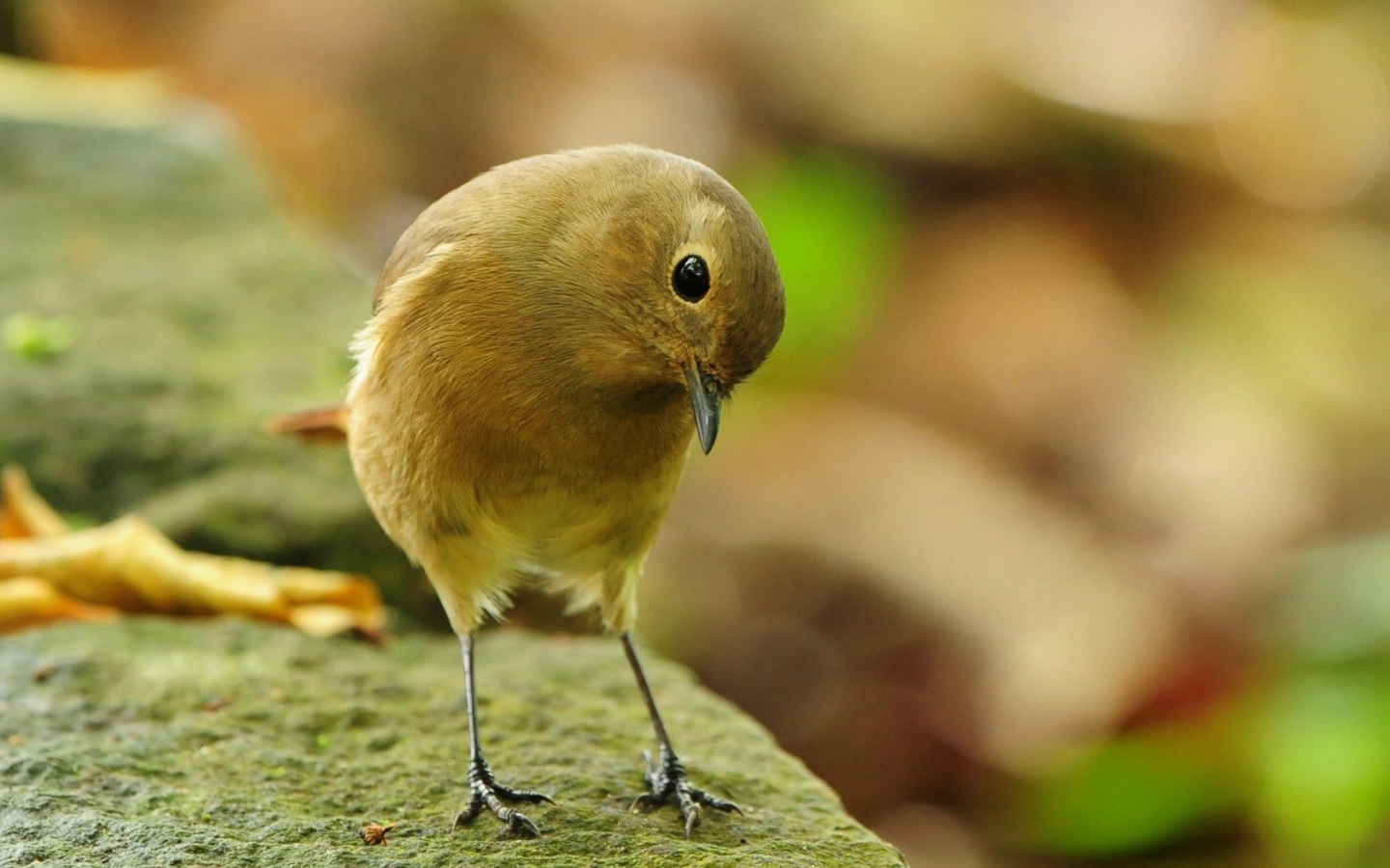 Fondo de pantalla Little Yellow Bird 1440x900