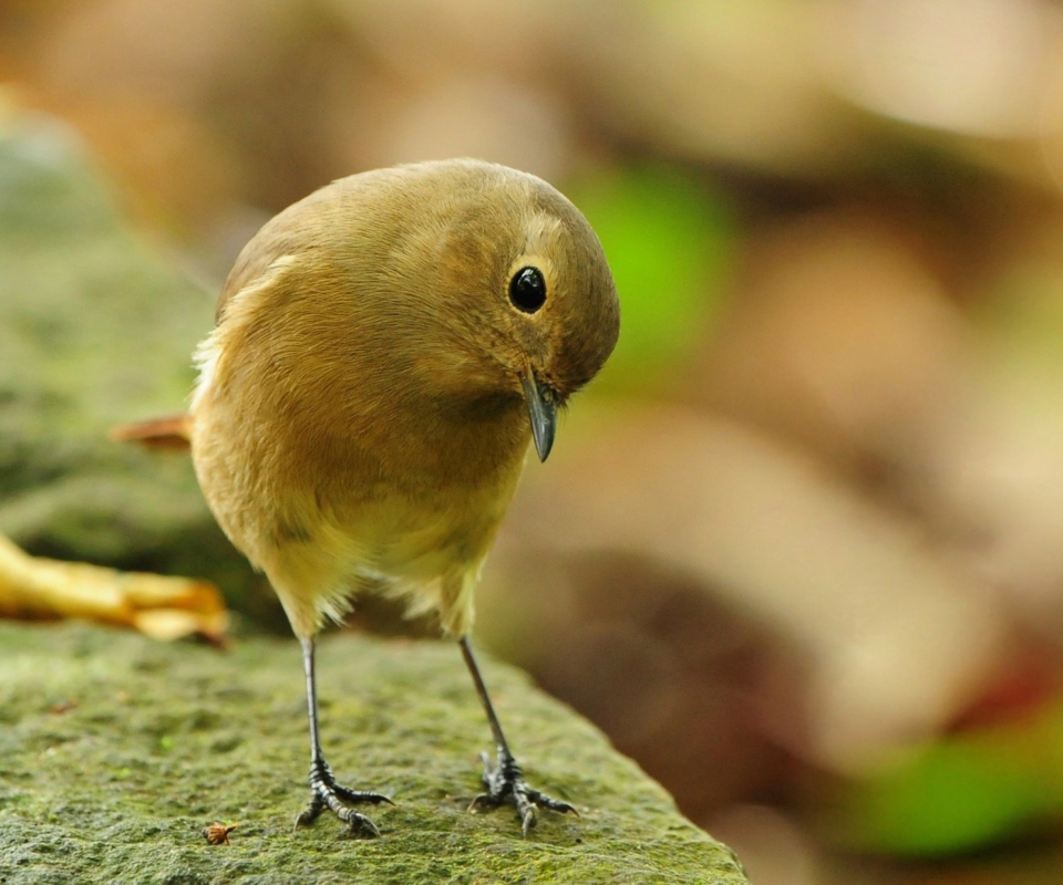 Little Yellow Bird wallpaper 960x800