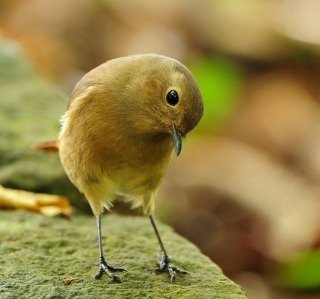 Little Yellow Bird - Obrázkek zdarma pro Samsung E1150