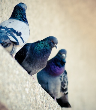 Grey Pigeons papel de parede para celular para iPhone 4S