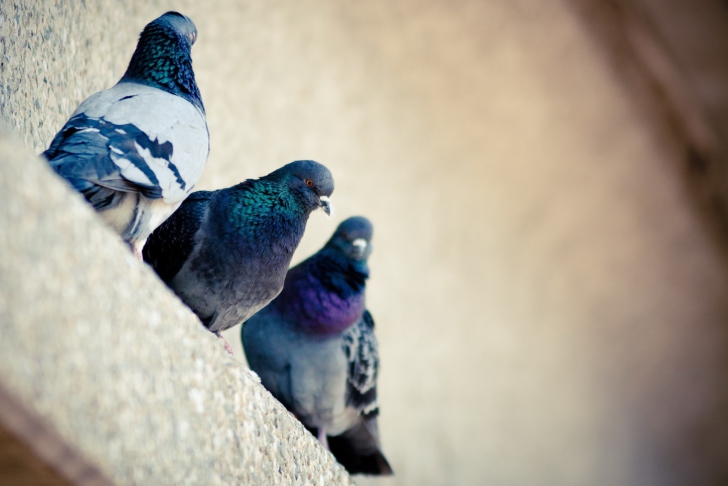 Sfondi Grey Pigeons