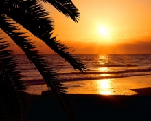 Tropical Paradise Beach screenshot #1 220x176