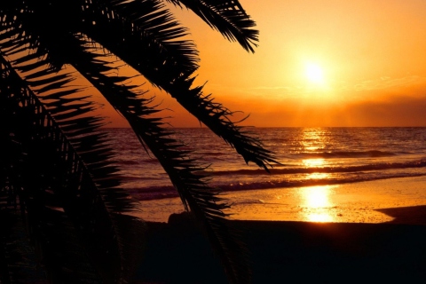 Screenshot №1 pro téma Tropical Paradise Beach 480x320
