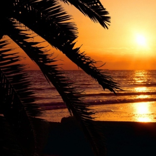 Tropical Paradise Beach - Obrázkek zdarma pro iPad