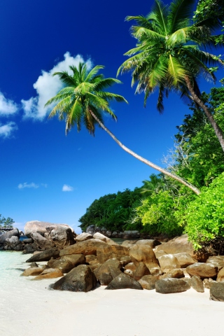 Tropical Beach screenshot #1 320x480