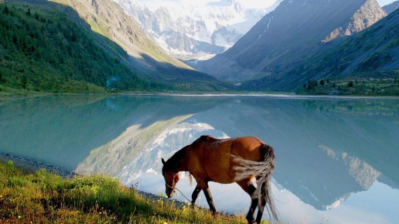 Fondo de pantalla Mountains Lake Horse 1280x720