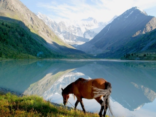 Das Mountains Lake Horse Wallpaper 320x240