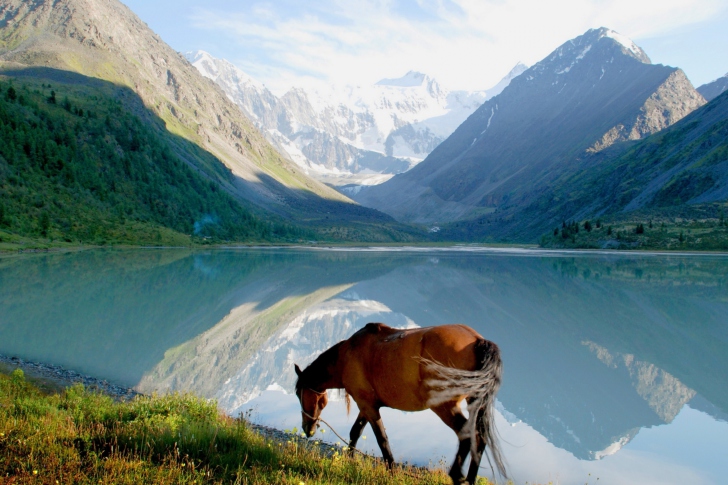 Das Mountains Lake Horse Wallpaper