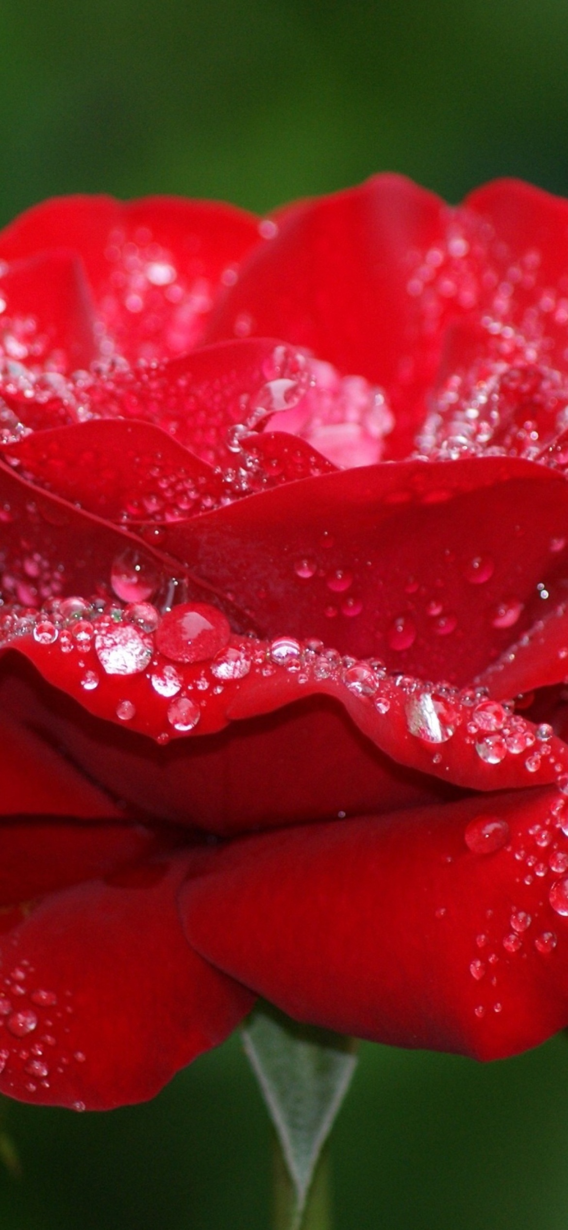 Обои Dew Drops On Rose Petals 1170x2532