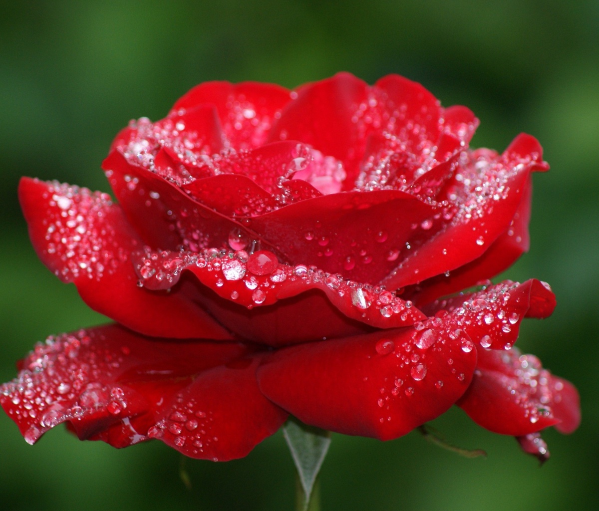 Sfondi Dew Drops On Rose Petals 1200x1024