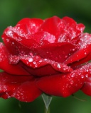 Dew Drops On Rose Petals wallpaper 128x160