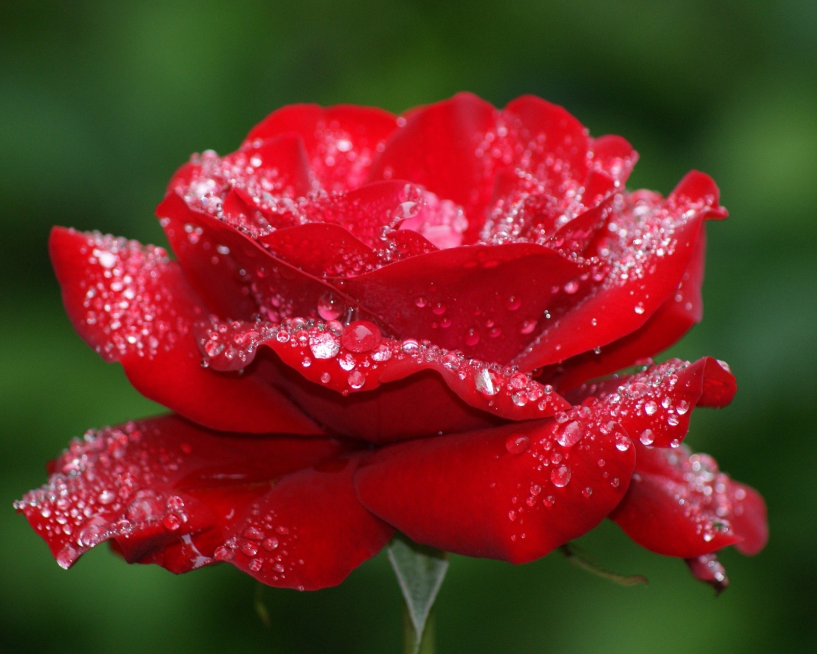 Обои Dew Drops On Rose Petals 1600x1280
