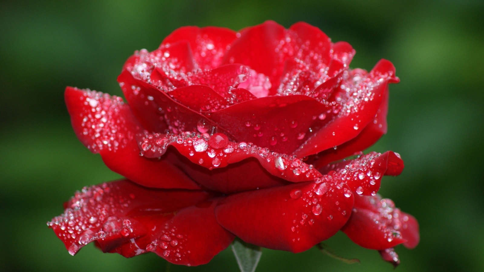 Sfondi Dew Drops On Rose Petals 1600x900