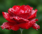 Screenshot №1 pro téma Dew Drops On Rose Petals 176x144