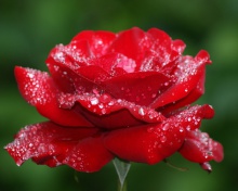 Das Dew Drops On Rose Petals Wallpaper 220x176