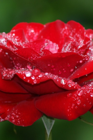 Fondo de pantalla Dew Drops On Rose Petals 320x480