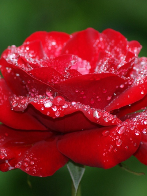 Sfondi Dew Drops On Rose Petals 480x640