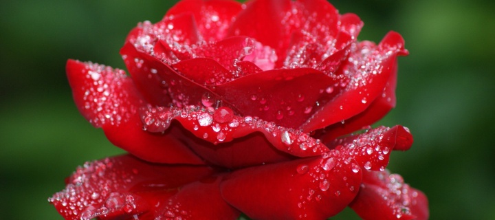 Dew Drops On Rose Petals wallpaper 720x320