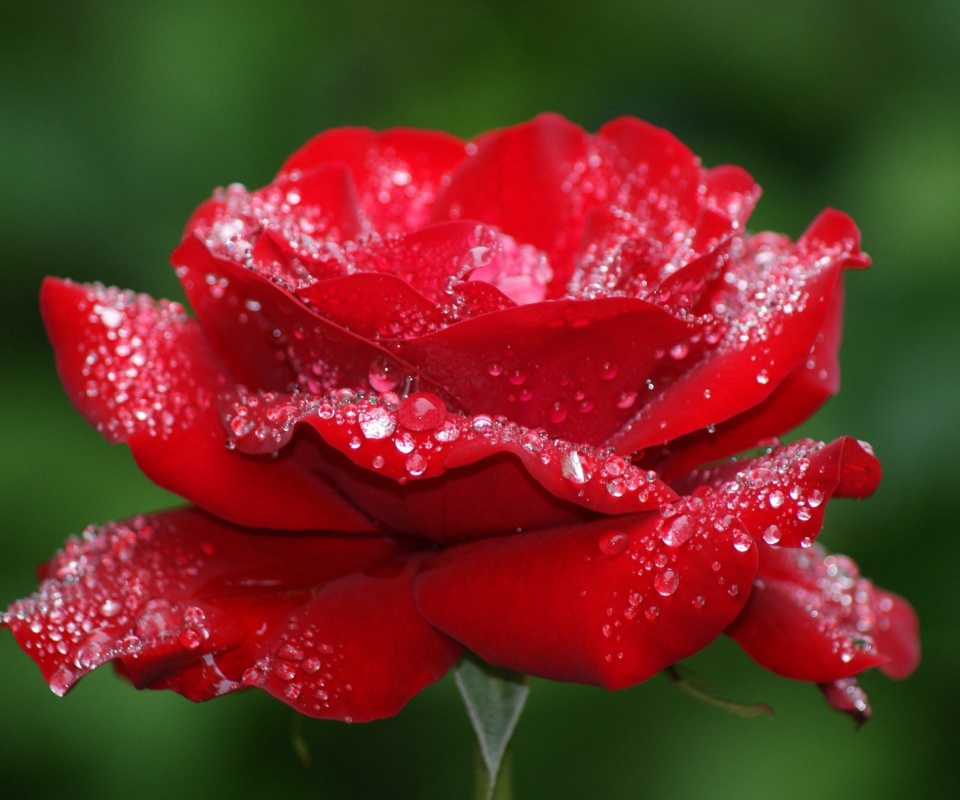 Обои Dew Drops On Rose Petals 960x800