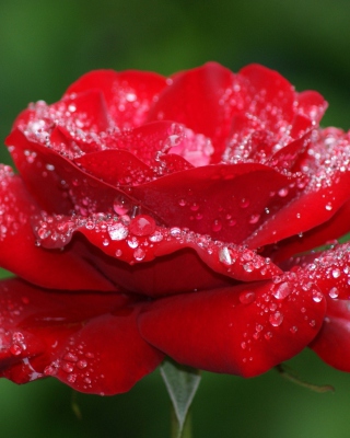 Dew Drops On Rose Petals - Fondos de pantalla gratis para HTC Titan