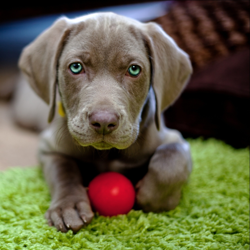Fondo de pantalla Cute Puppy With Red Ball 1024x1024