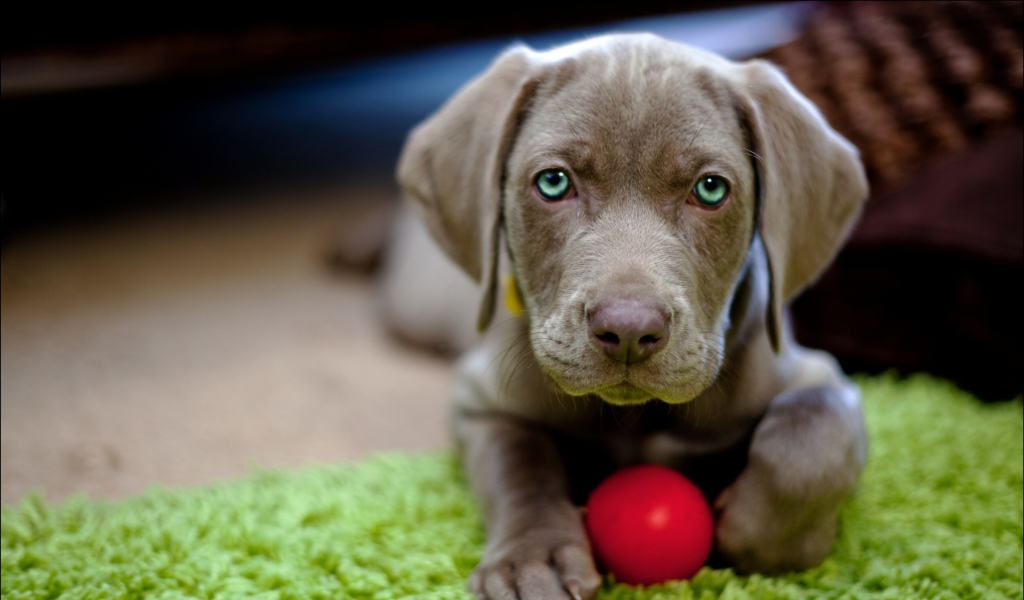 Cute Puppy With Red Ball wallpaper 1024x600