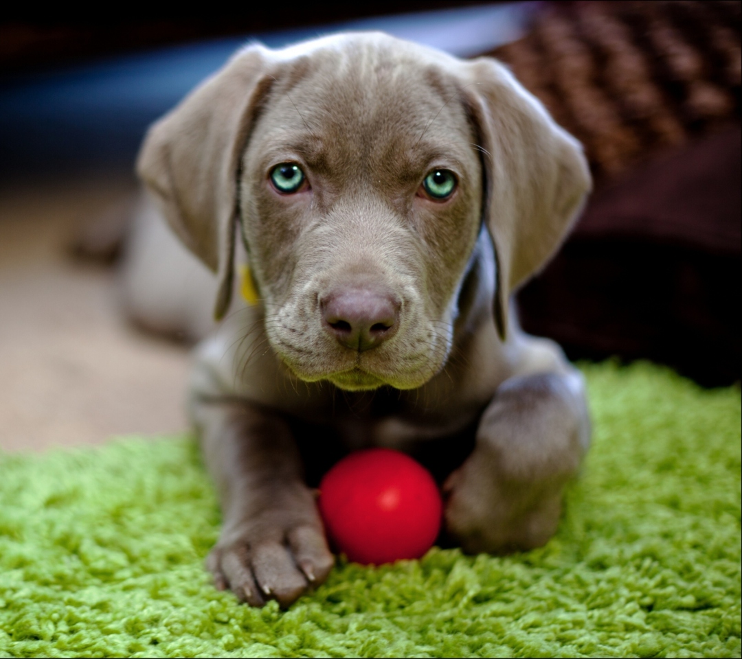 Fondo de pantalla Cute Puppy With Red Ball 1080x960