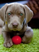 Das Cute Puppy With Red Ball Wallpaper 132x176