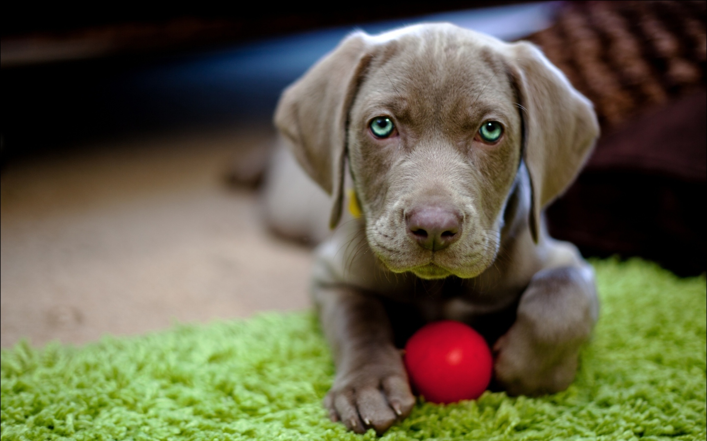 Das Cute Puppy With Red Ball Wallpaper 1440x900