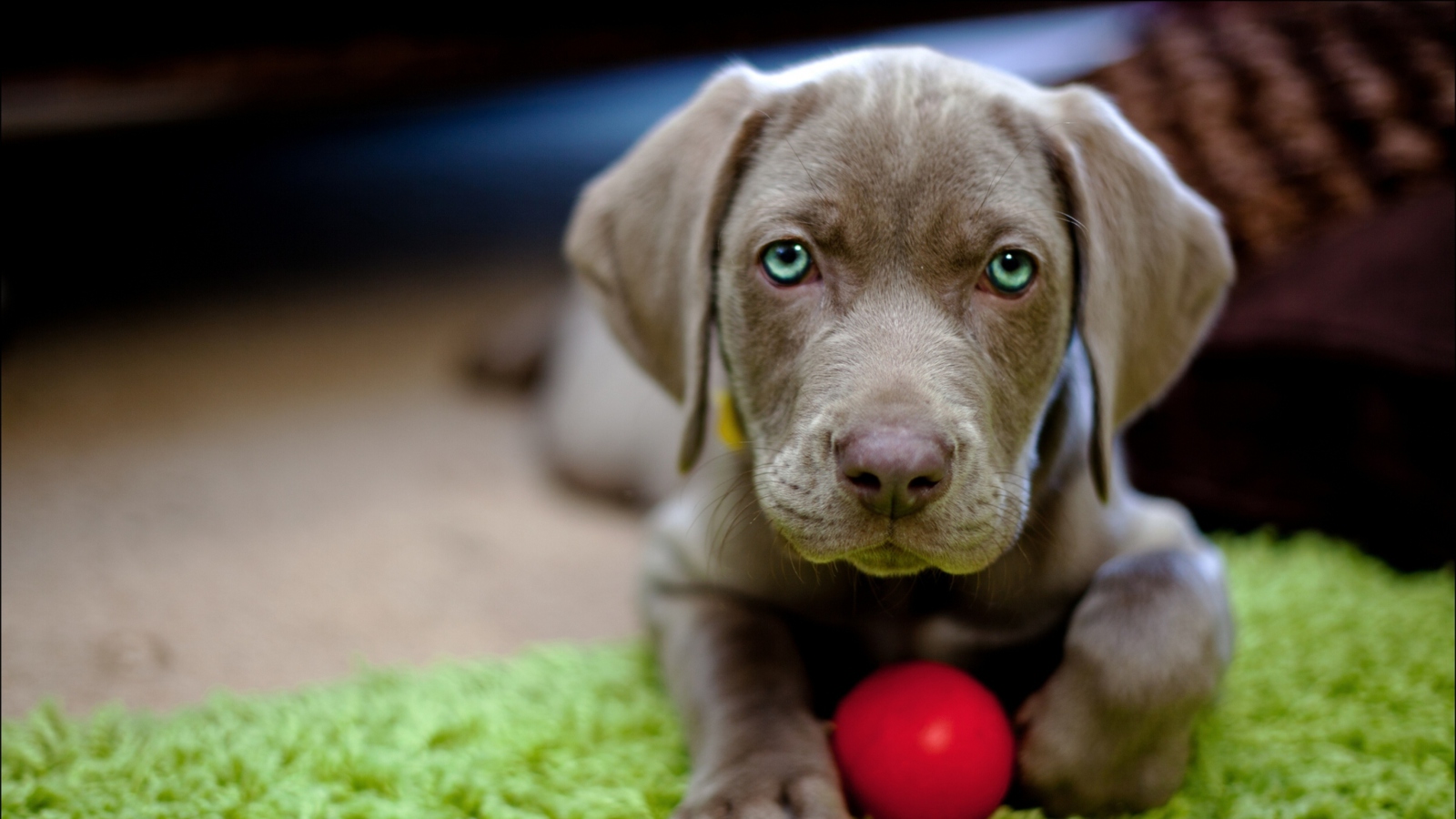 Fondo de pantalla Cute Puppy With Red Ball 1600x900