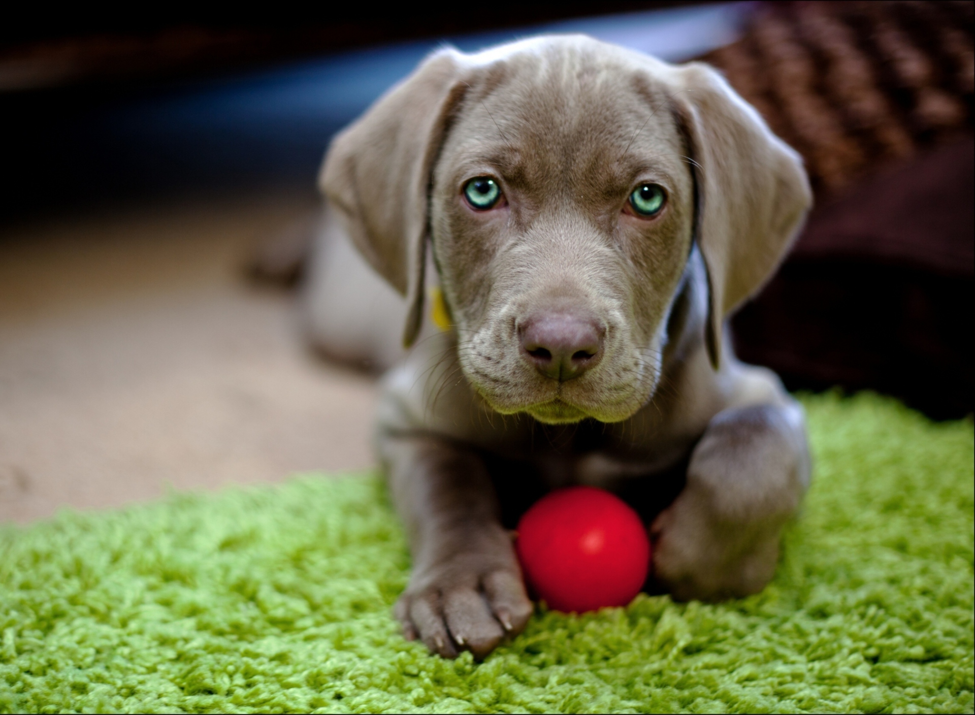 Cute Puppy With Red Ball wallpaper 1920x1408
